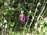 Day 4 - Hummocks - Foxglove flowers Day 4 - Hummocks - Foxglove flowers